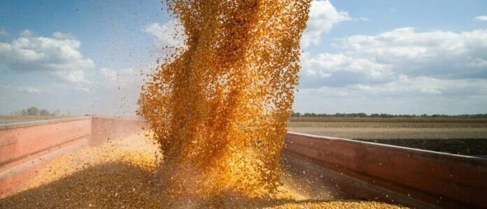 Підвіз зерна до дунайських портів у серпні зріс майже утричі